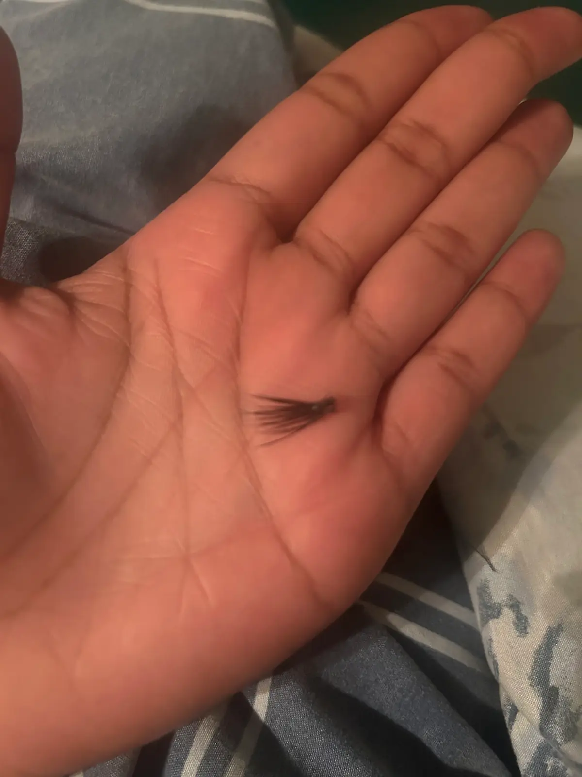 Precious Brows & Lashes photo (photo 3 of 3)
