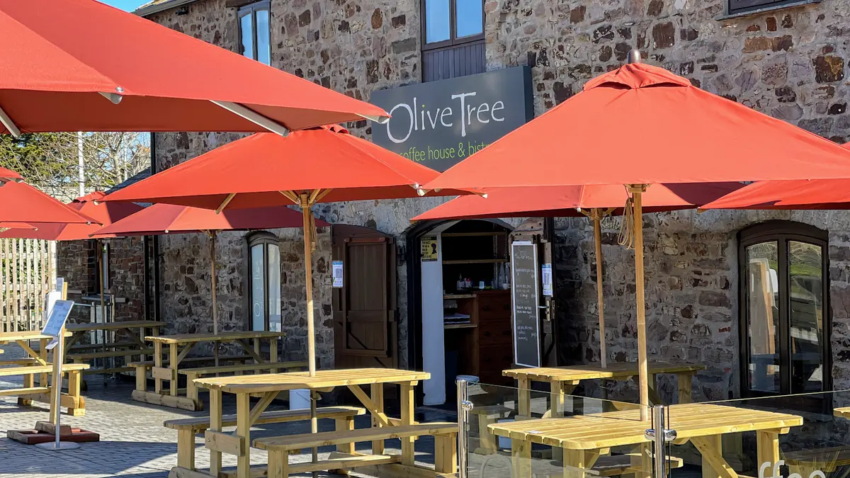 Olive Tree photo (photo 1 of 3)