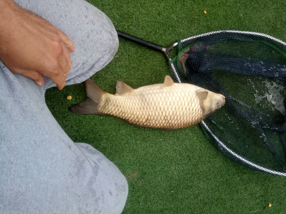 Four Seasons Fisheries photo (photo 3 of 3)