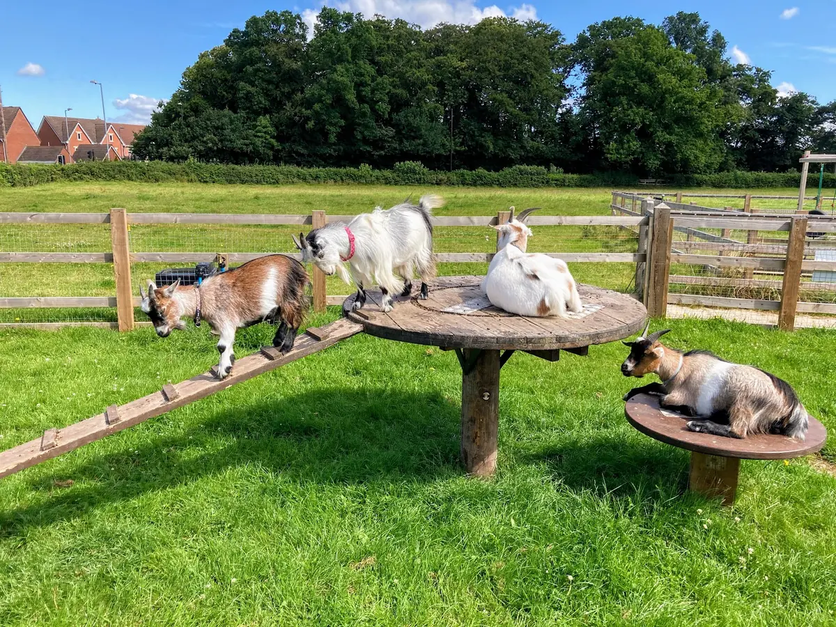 Chase Farm Cafe photo (photo 2 of 3)