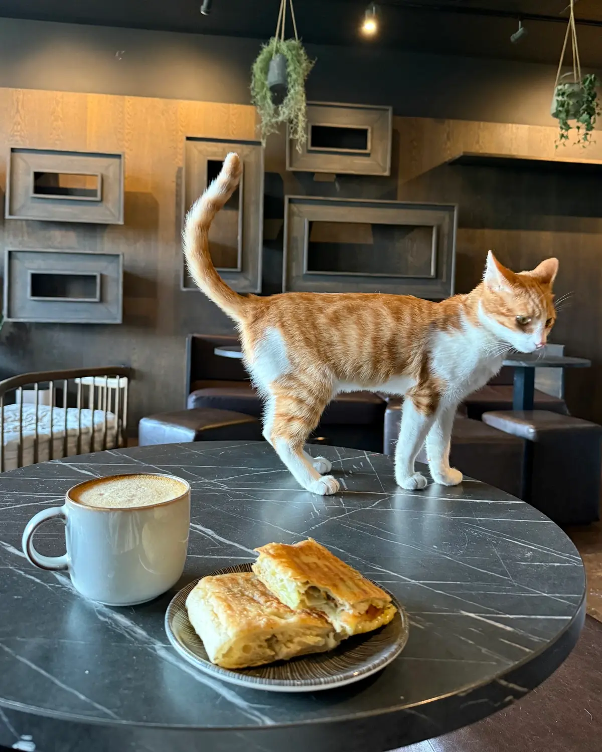 Java Whiskers Cat Café White City photo (photo 3 of 3)