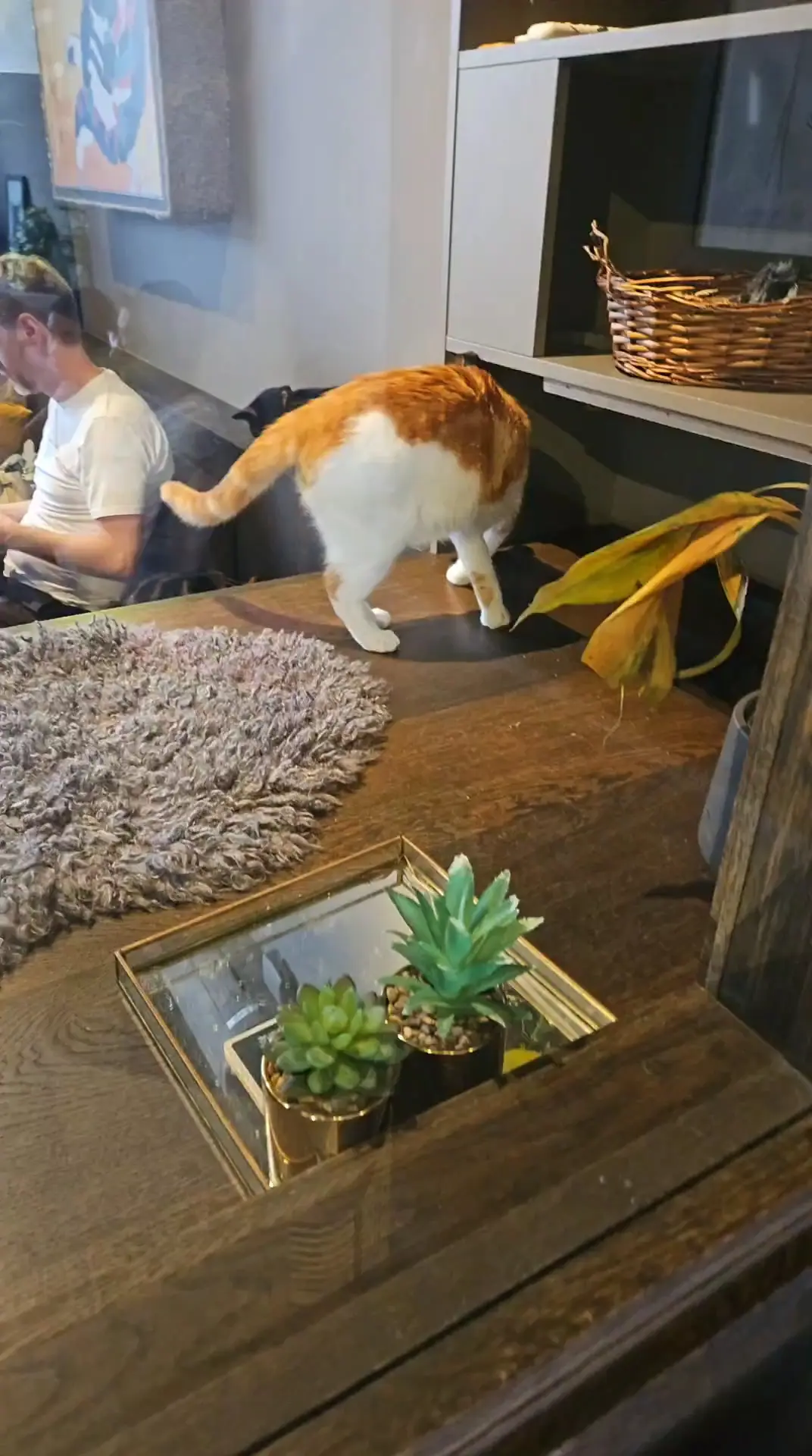 Java Whiskers Cat Café White City photo (photo 1 of 3)