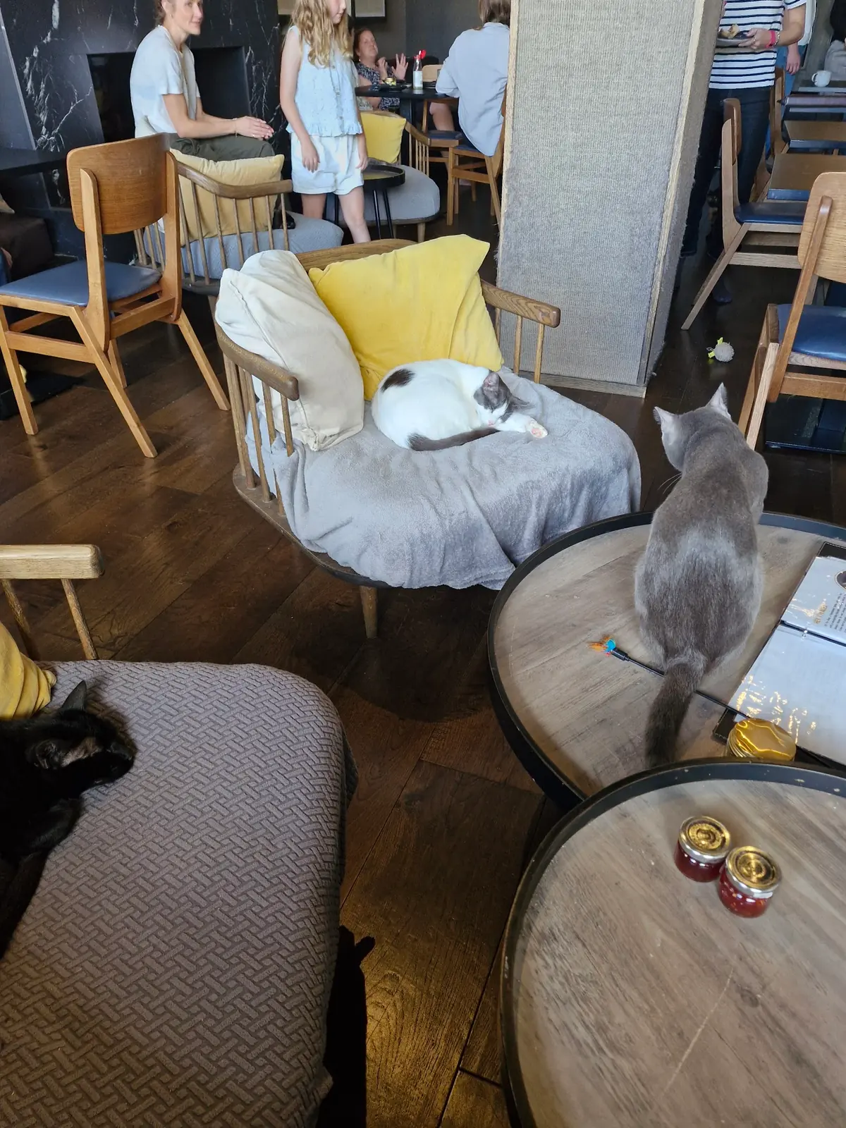Java Whiskers Cat Café White City photo (photo 2 of 3)