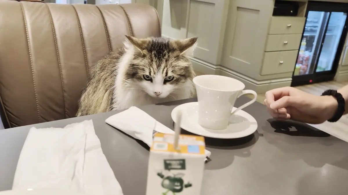Whiskers & Cream Cat Cafe London photo (photo 2 of 3)