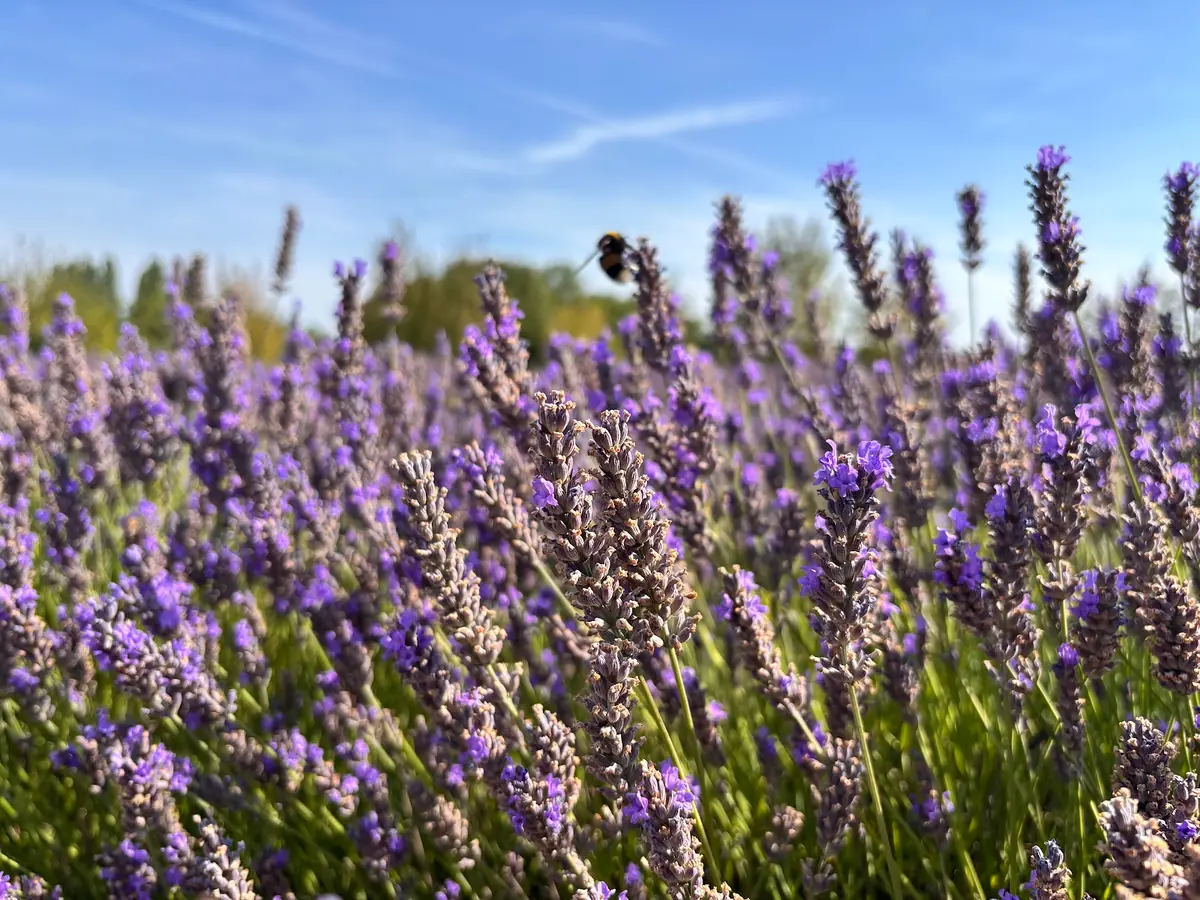Mayfield Lavender Glasshouse Cafe and Gift & Plant Shop photo (photo 3 of 3)
